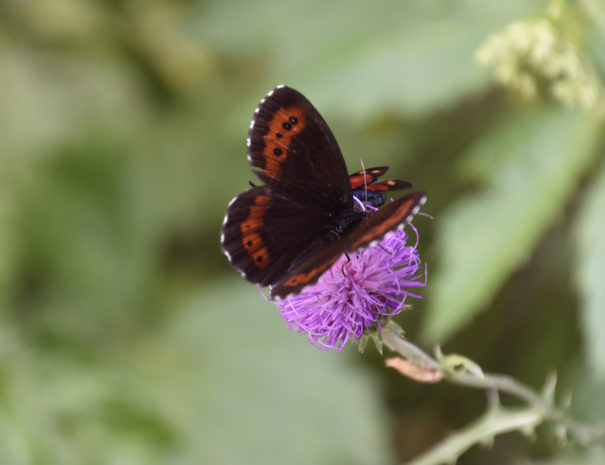 Papillon été