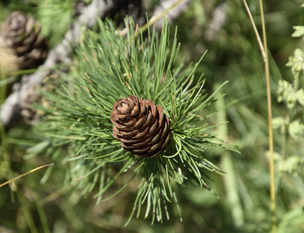 Cone pin été