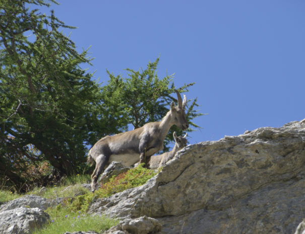 Bouquetin été