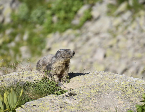 Marmotte été