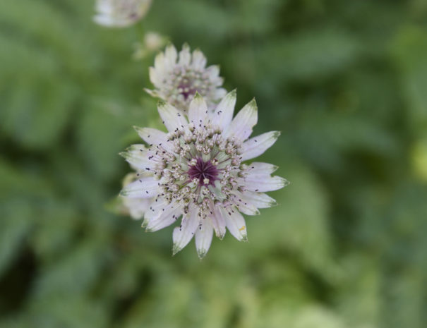 Fleur été