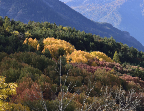 Arbres automne